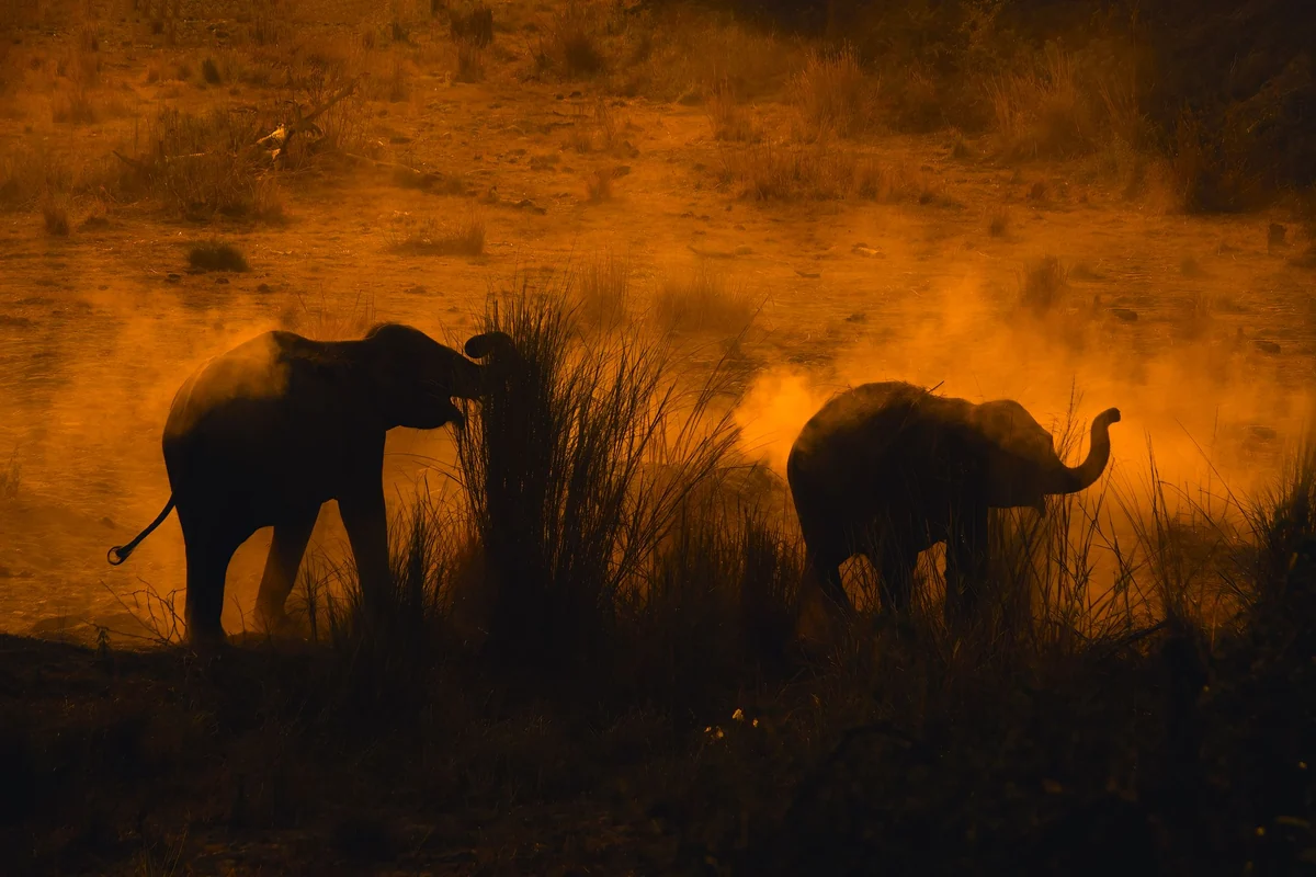 Elephants crossing the savannah through clouds of golden dust at dusk